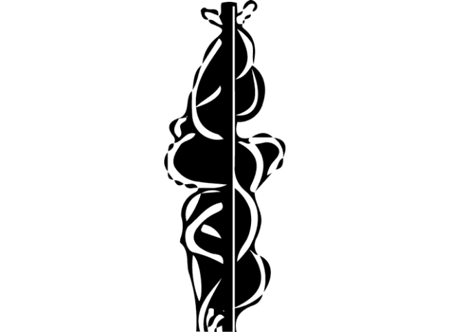 Actinidia kolomikta   'Sentjabrskaja'