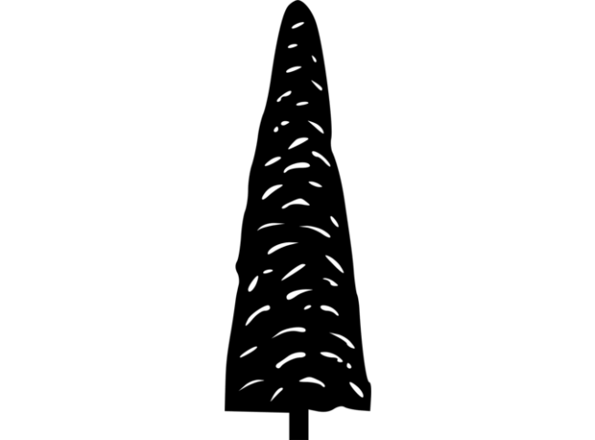 Chamaecyparis lawsoniana