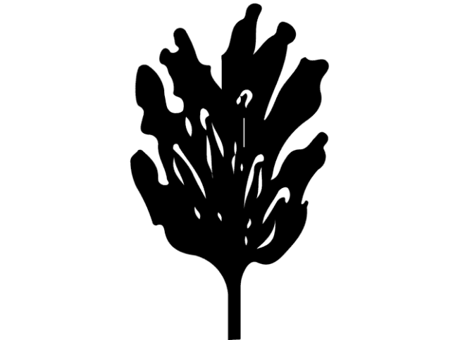 Prunus serrulata