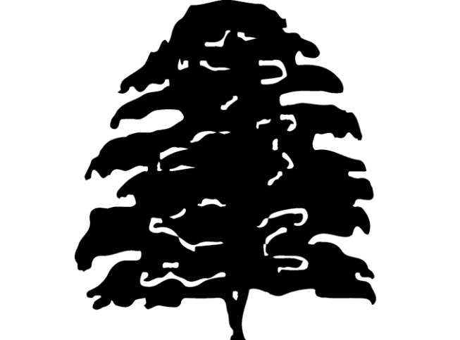 Quercus palustris