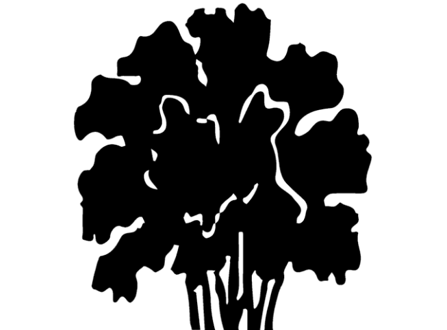 Sambucus nigra