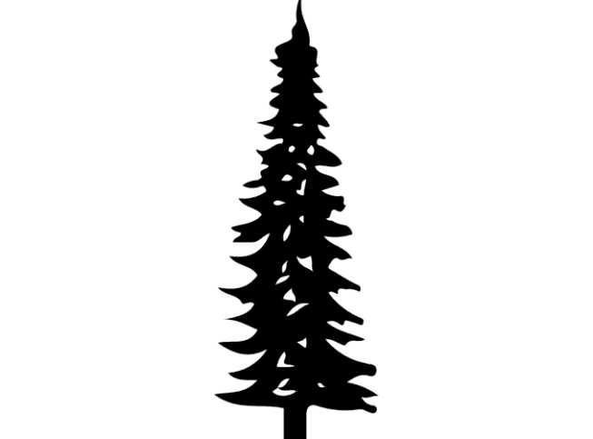 Picea mariana