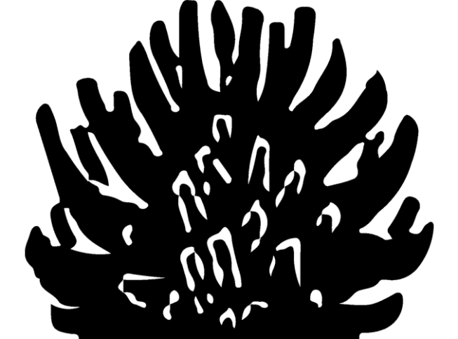 Pinus mugo