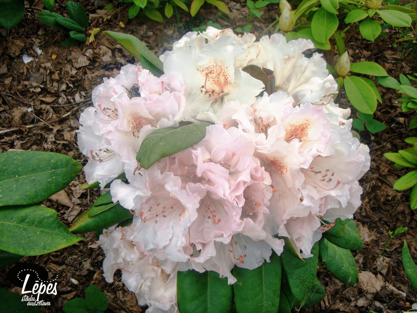 Latvijas stdi - Rhododendron 'Simona' - mzaais rododendrs, irne