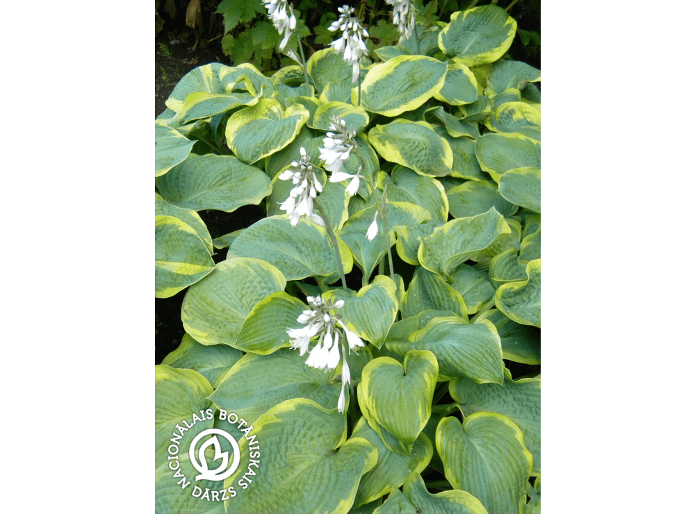 Latvijas stādi - Hosta sieboldiana 'Samurai' - Zībolda hosta, šķirne