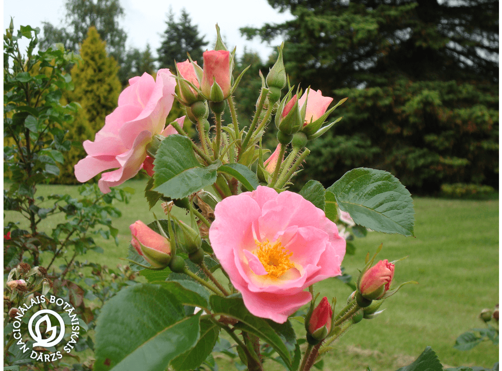 Latvijas stādi - Rosa 'Pink Robusta' - rievainā roze, šķirne