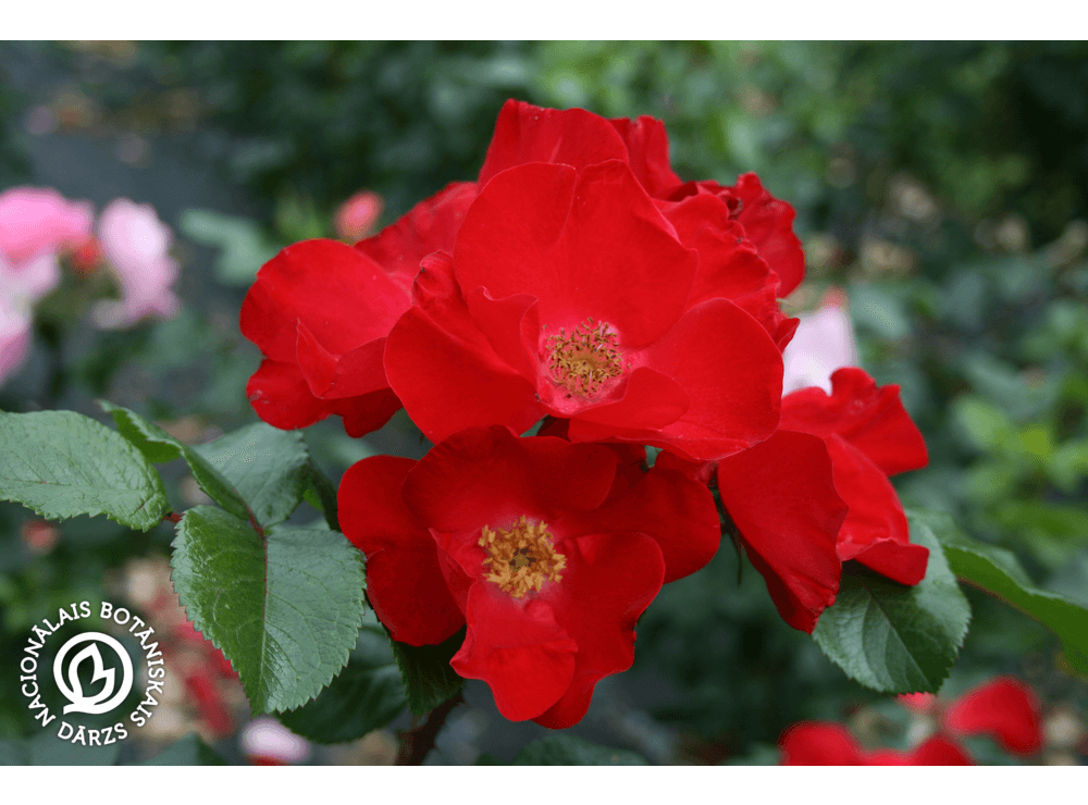 Latvijas stādi - Rosa rugosa 'Robusta' - rievainā roze, šķirne