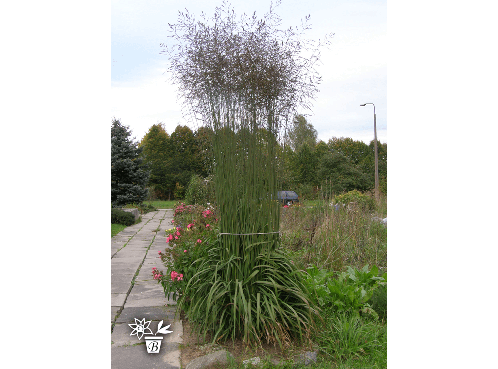 Latvijas stādi - Molinia caerulea ssp. arundinacea - niedru molīnija