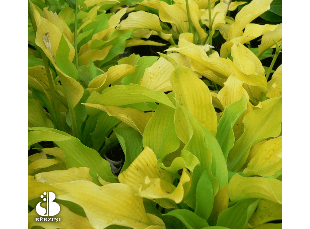Latvijas stādi - Hosta 'Sun Power' - hosta, šķirne