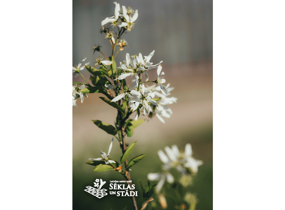 Latvijas stādi - Amelanchier × grandiflora 'Ballerina' - lielziedu ...