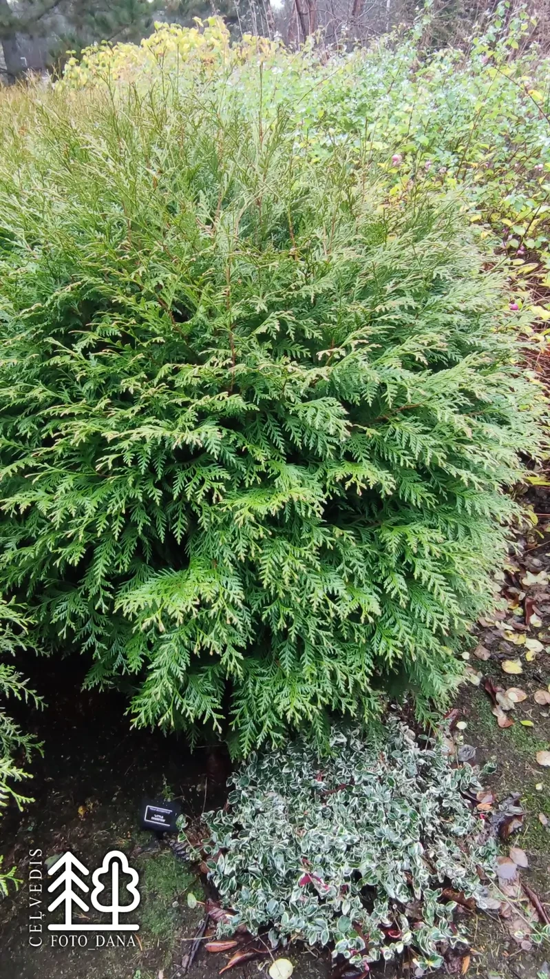 Latvijas stdi - Thuja occidentalis 'Little Champion' - rietumu tja, irne