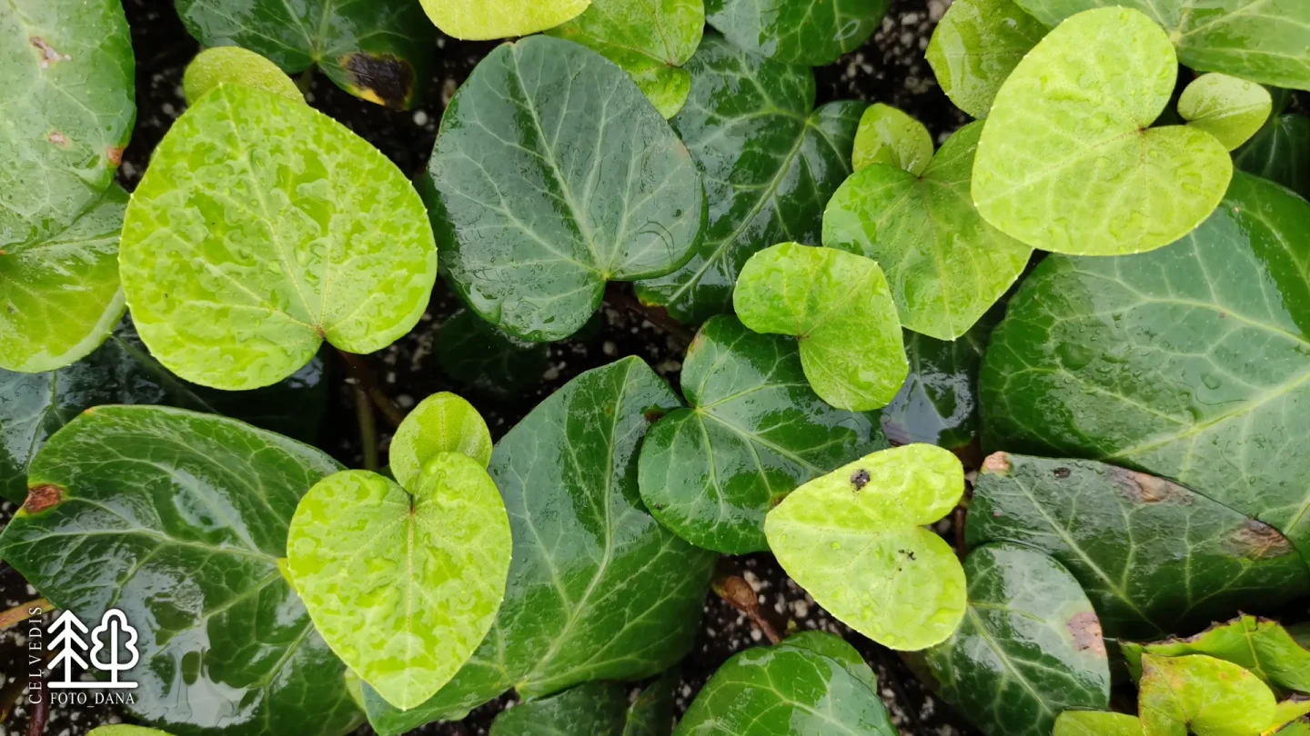 Latvijas stādi - Hedera colchica - Kolhidas efeja