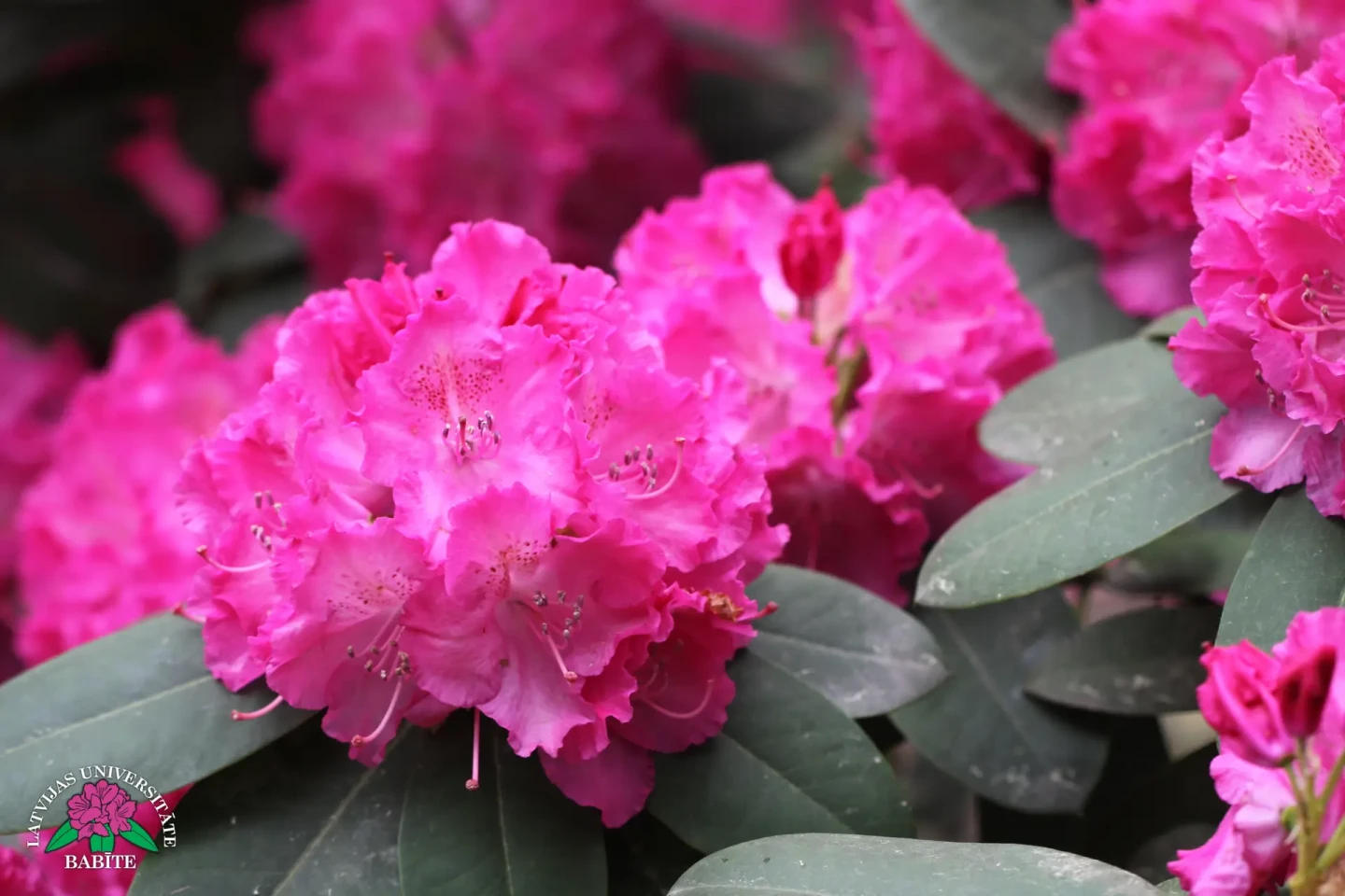 Latvijas stādi - Rhododendron 'Germania' - mūžzaļais rododendrs, šķirne