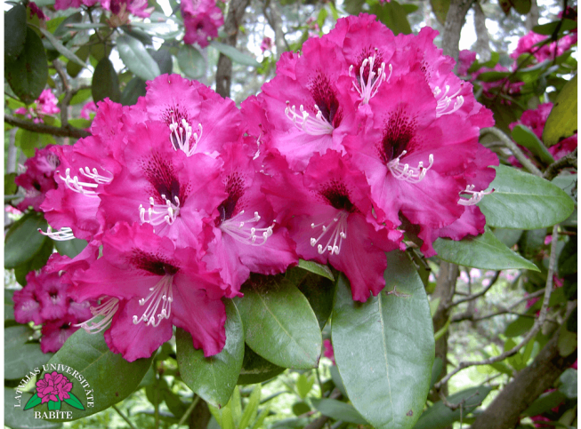 Rhododendron   'Aivars Lasis'