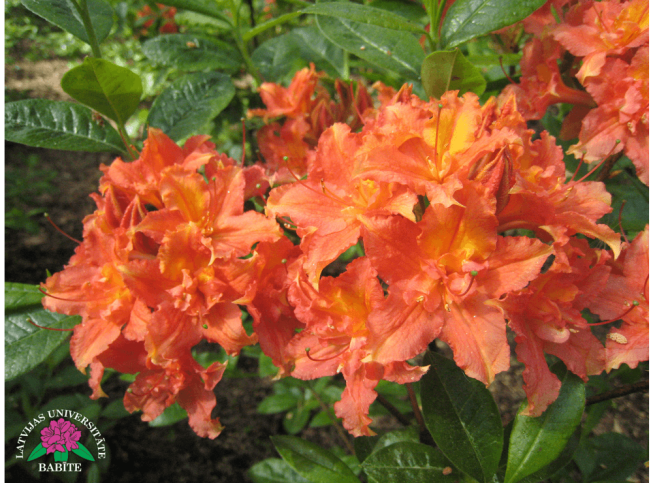 Rhododendron   'Ance'