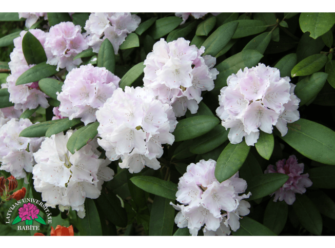 Rhododendron   'Andris'