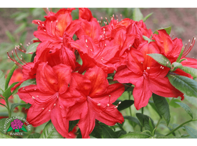 Rhododendron   'Babītes Anita'