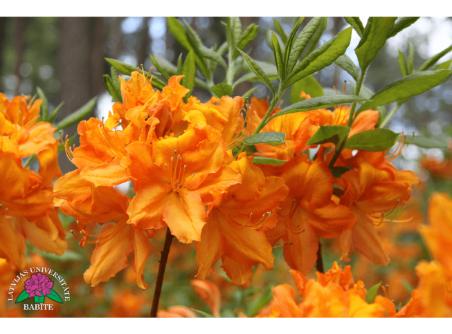 Rhododendron   'Ausma'