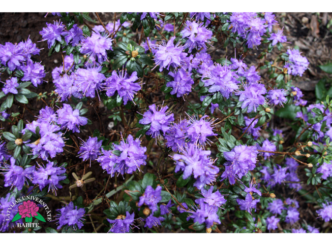 Rhododendron impeditum   'Azurika'