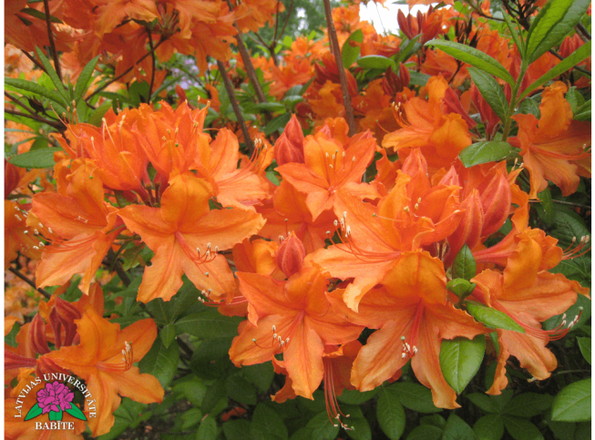 Rhododendron   'Babītes Alīna'