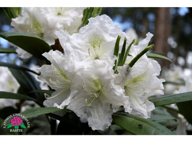 Rhododendron   'Baltija'