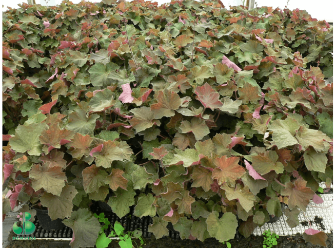 Heuchera   'Big Top Bronze'
