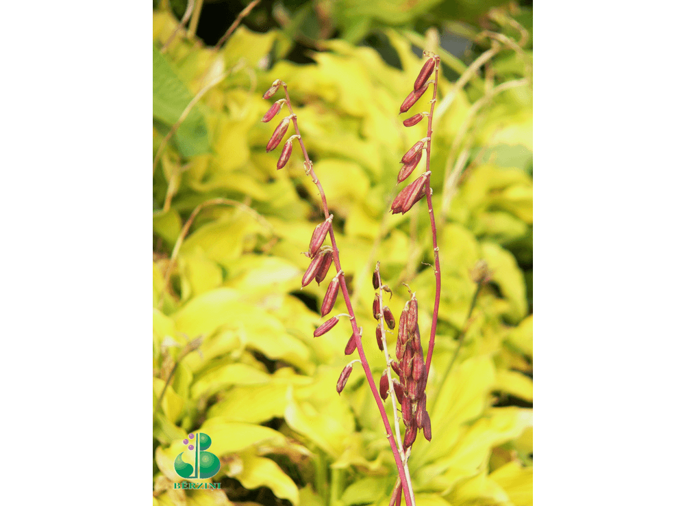 Latvijas stādi - Hosta 'Cherry Berry' - hosta, šķirne