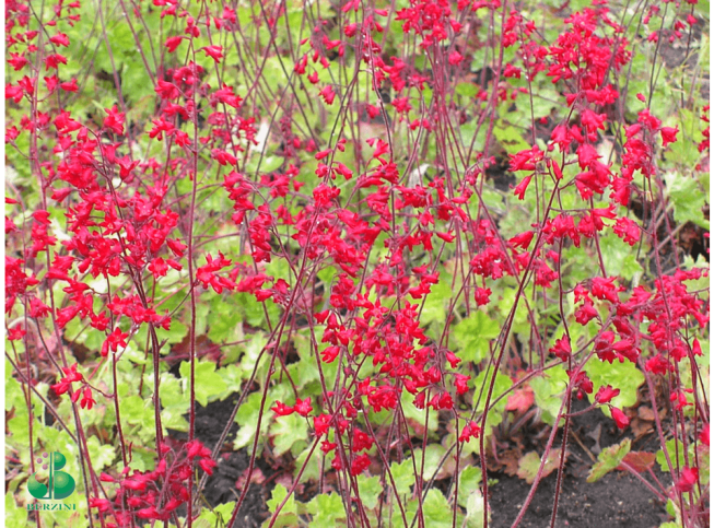 Heuchera sanguinea   'Firefly'