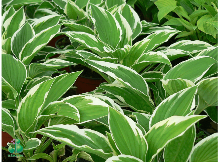 Latvijas stādi Hosta 'Frosted Jade' hosta, šķirne