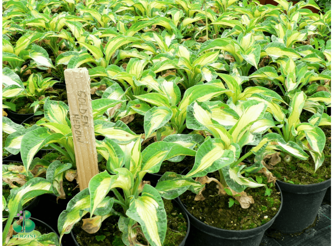 Hosta sieboldiana   'Golden Meadow'