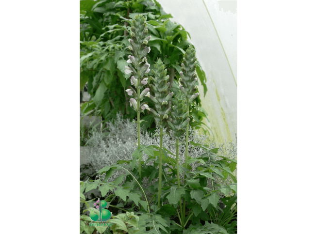 Acanthus hungaricus