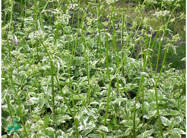 Aegopodium podagraria   'Variegatum'