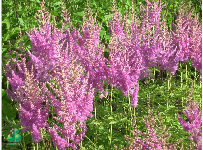 Astilbe × arendsii   'Amethyst'