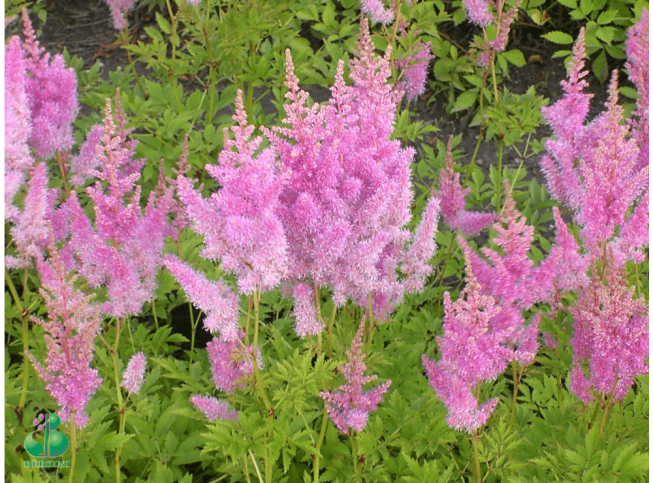Astilbe × arendsii   'Hyazinth'