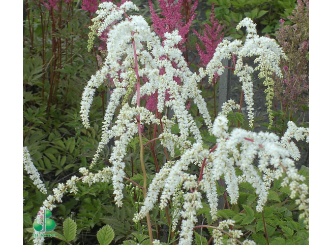 Astilbe thunbergii   'Professor van der Wielen'