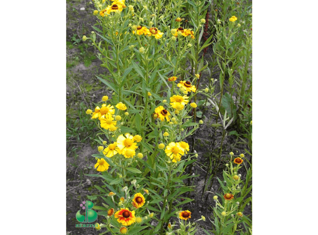 Helenium autumnale
