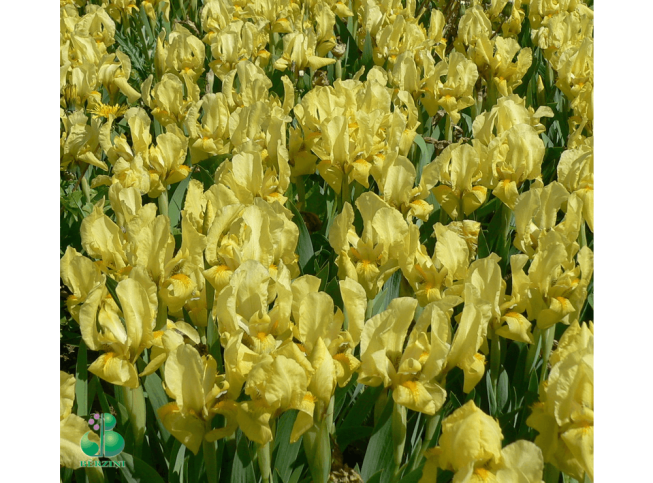 Iris (Barbata Nana)   'Excelsa'