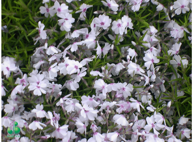 Phlox subulata   'Amazing Grace'