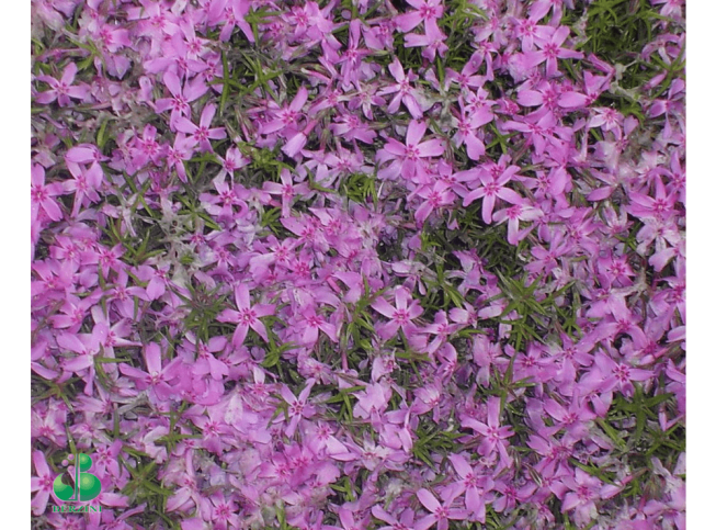 Phlox subulata   'Brightness'