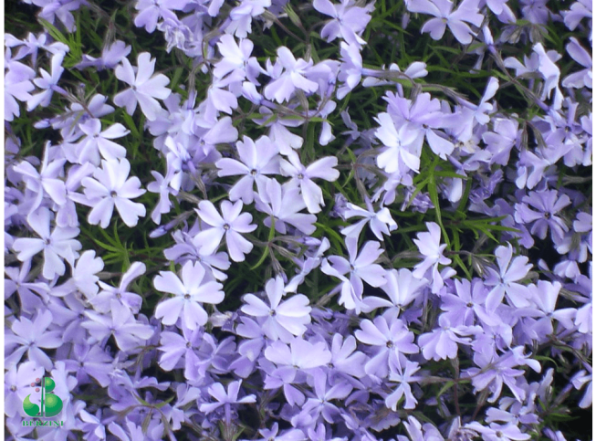 Phlox subulata   'G.F.Wilson'