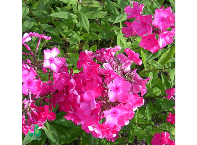 Phlox paniculata   'Ķemeru Zemie'