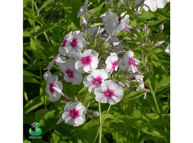 Phlox paniculata   'Ļeto'