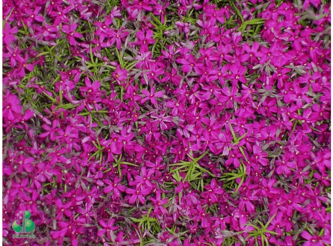 Phlox subulata   'Temiscaming'