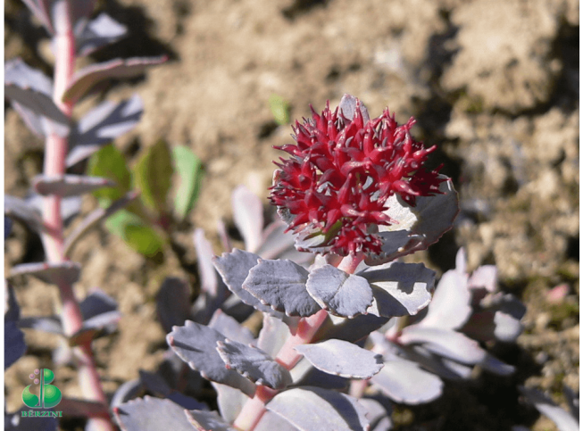 Sedum roseum