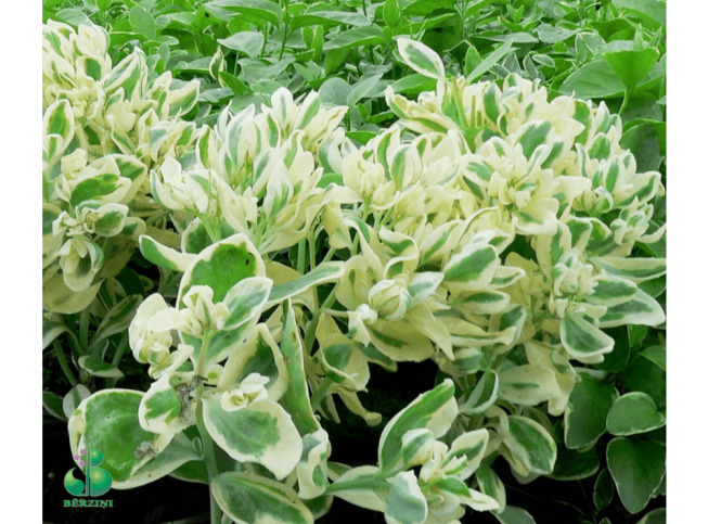 Sedum alboroseum   'Frosty Morn'