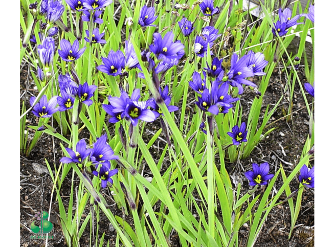 Sisyrinchium angustifolium