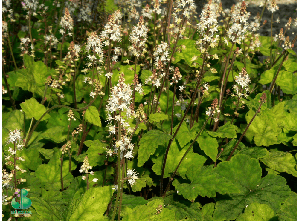 Latvijas stādi - Tiarella wherryi - Verrija tiarella