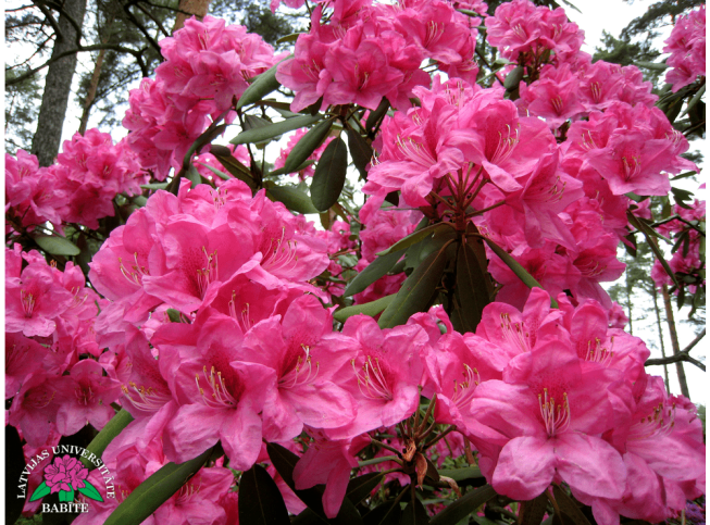 Rhododendron   'Biruta'