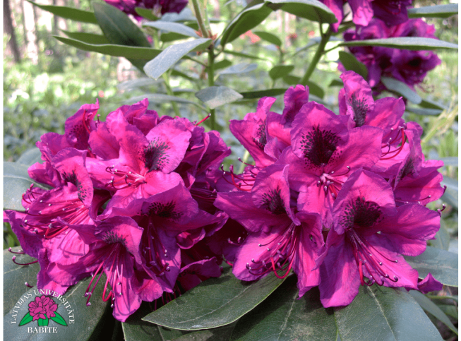 Rhododendron   'Egons'