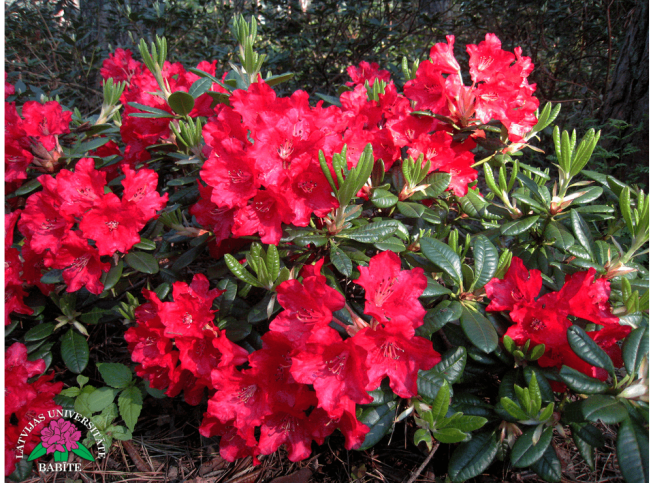 Rhododendron   'Elviira'